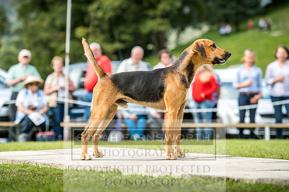 Rydal Hound Show 2017-21