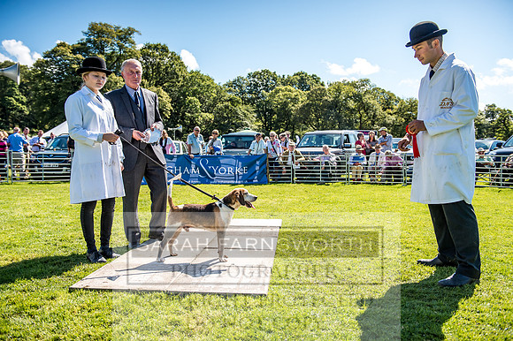 Rydal Hound Show 2017-25