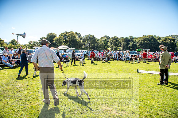 Rydal Hound Show 2017-44