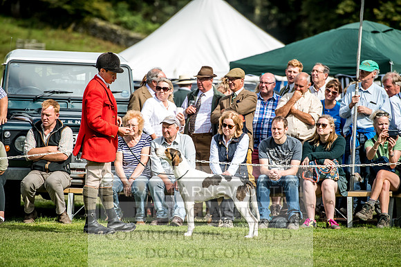 Rydal Hound Show 2017-19