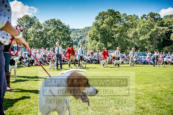 Rydal Hound Show 2017-45