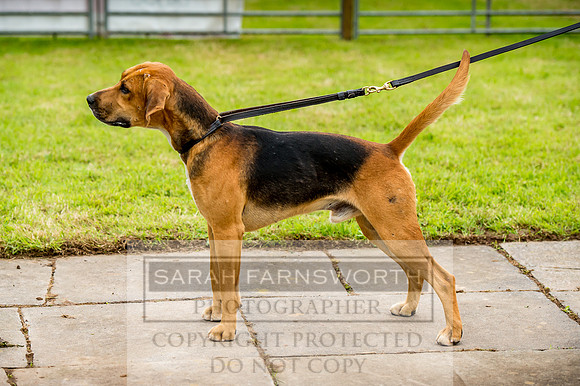 Honiton Hound Show 2017-6