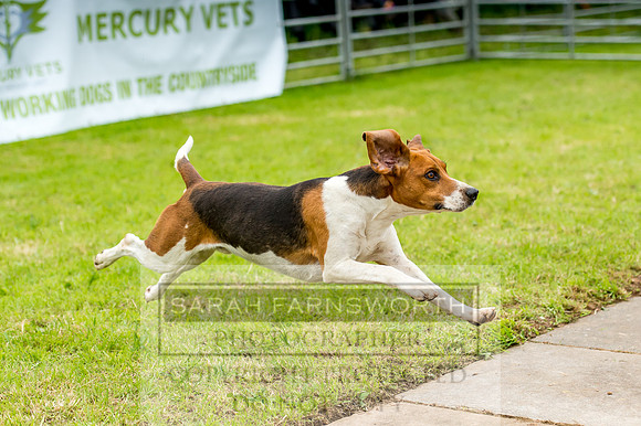 Honiton Hound Show 2017-46