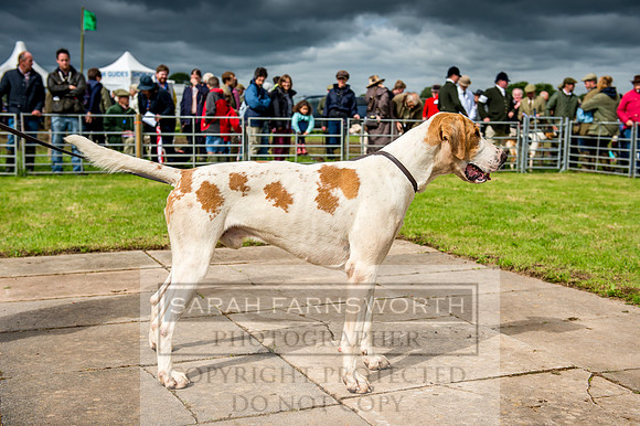 Honiton Hound Show 2017-12