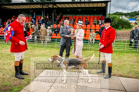 Honiton Hound Show 2017-109