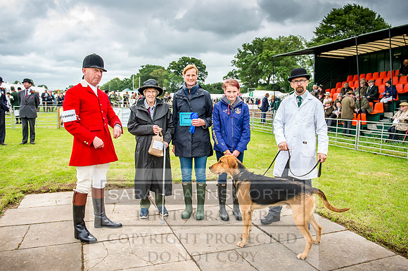 Honiton Hound Show 2017-3