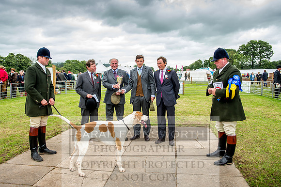 Honiton Hound Show 2017-58