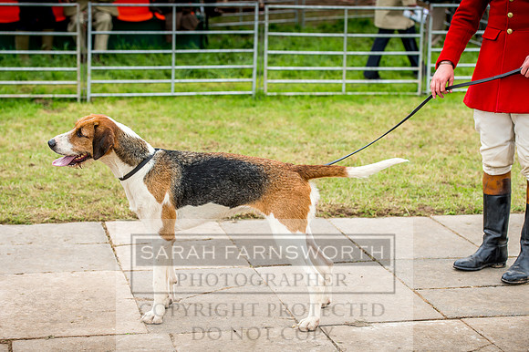 Honiton Hound Show 2017-108