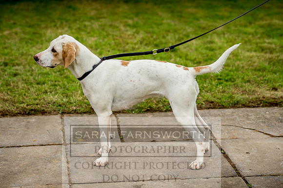Honiton Hound Show 2017-33