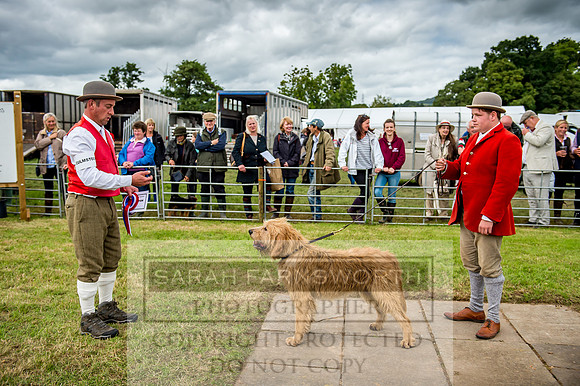 Honiton Hound Show 2017-71
