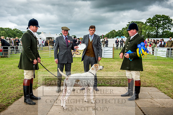 Honiton Hound Show 2017-96