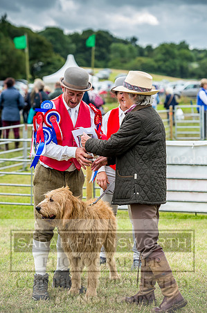 Honiton Hound Show 2017-91