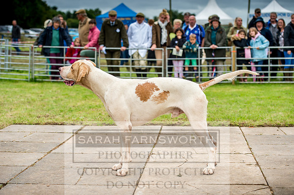 Honiton Hound Show 2017-53