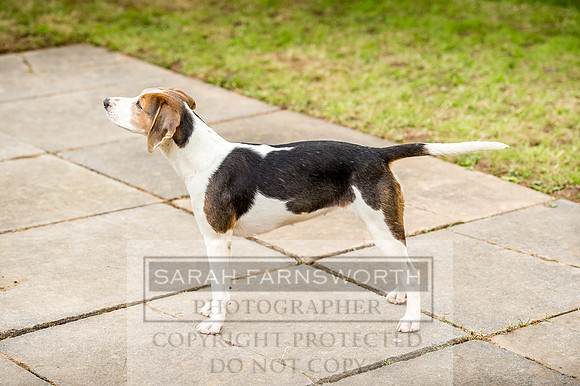 Honiton Hound Show 2017-70