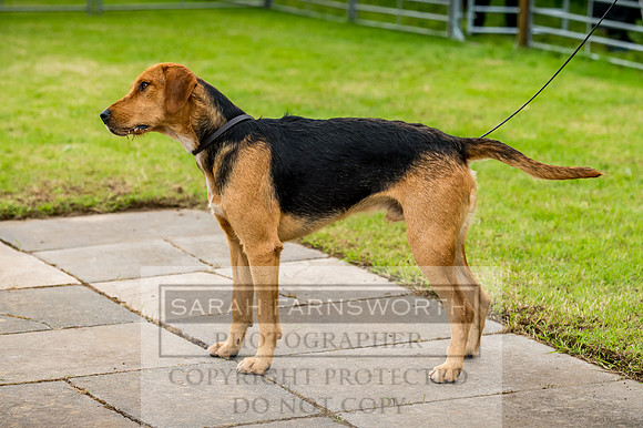 Honiton Hound Show 2017-4