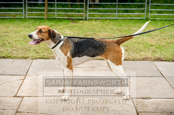 Honiton Hound Show 2017-107