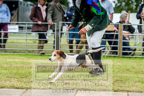 Honiton Hound Show 2017-112