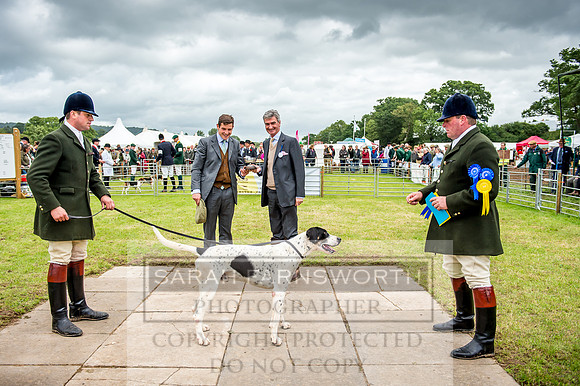 Honiton Hound Show 2017-41