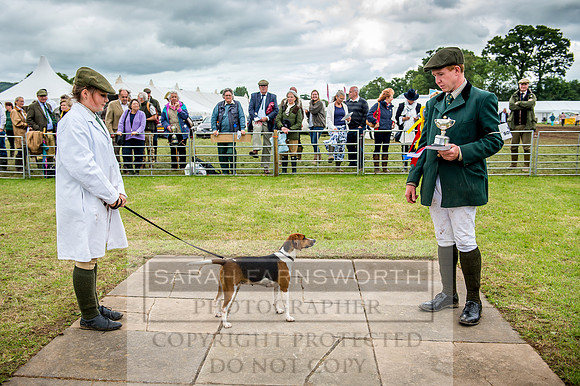 Honiton Hound Show 2017-106