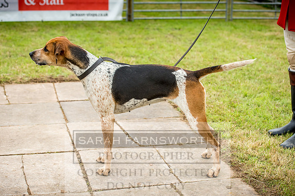 Honiton Hound Show 2017-50