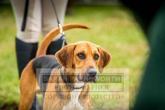 Honiton Hound Show 2017-24