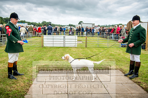 Honiton Hound Show 2017-34
