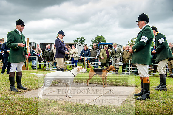 Honiton Hound Show 2017-61