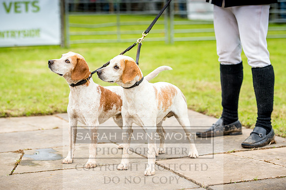 Honiton Hound Show 2017-25