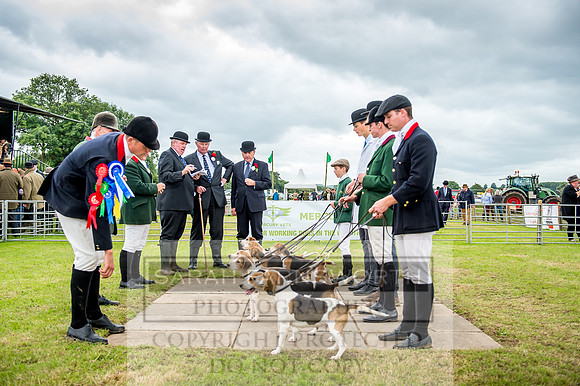 Honiton Hound Show 2017-111