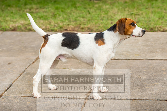 Honiton Hound Show 2017-102