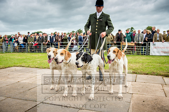 Honiton Hound Show 2017-32