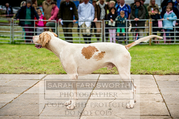 Honiton Hound Show 2017-52