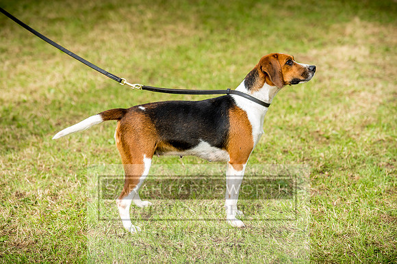 Honiton Hound Show 2017-105