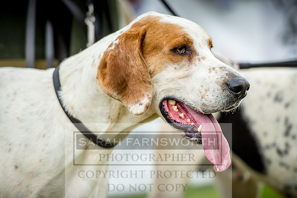 Honiton Hound Show 2017-57