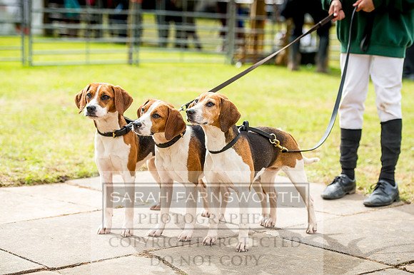Honiton Hound Show 2017-88