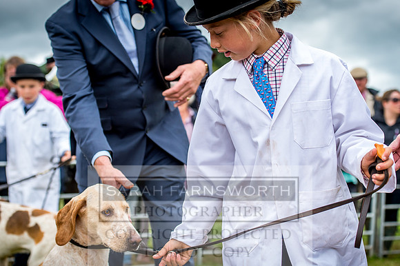 Honiton Hound Show 2017-77