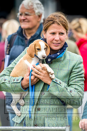 Honiton Hound Show 2017-35