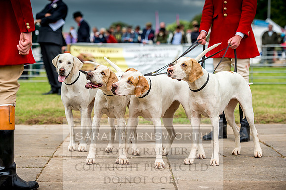 Honiton Hound Show 2017-87