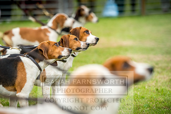 Honiton Hound Show 2017-40