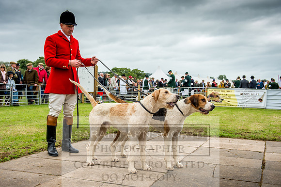 Honiton Hound Show 2017-29