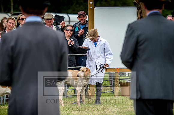 Honiton Hound Show 2017-75