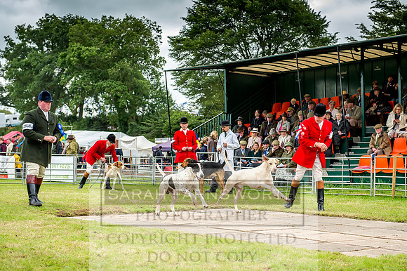 Honiton Hound Show 2017-38