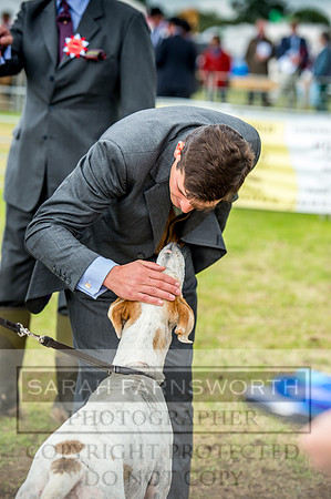 Honiton Hound Show 2017-95