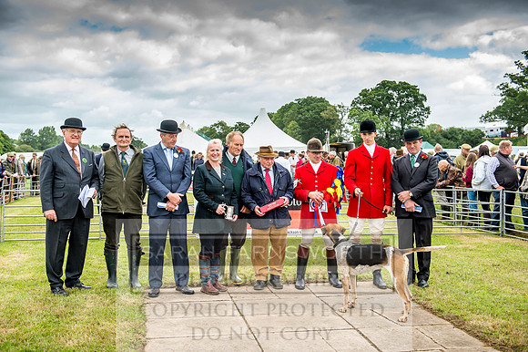 Honiton Hound Show 2017-49