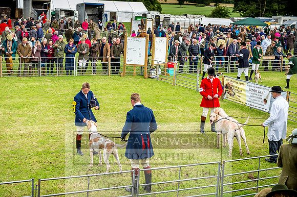 Honiton Hound Show 2017-10