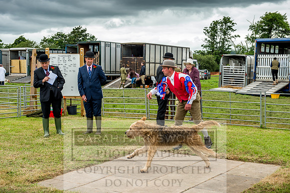 Honiton Hound Show 2017-86