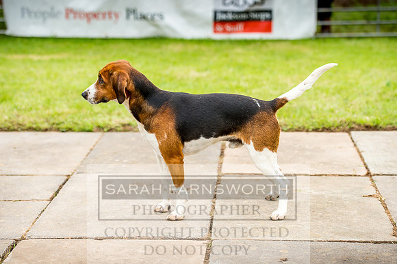 Honiton Hound Show 2017-48