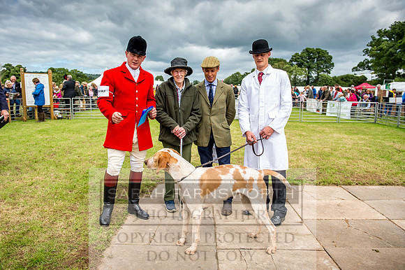 Honiton Hound Show 2017-68