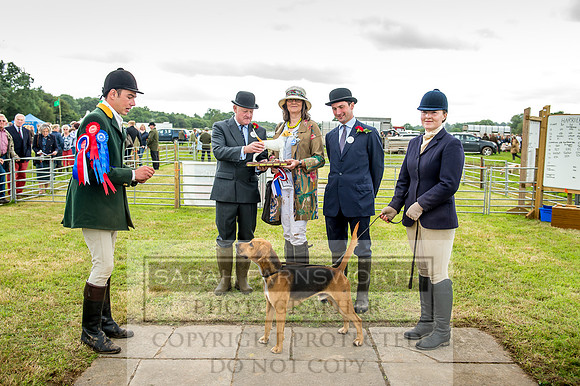 Honiton Hound Show 2017-65