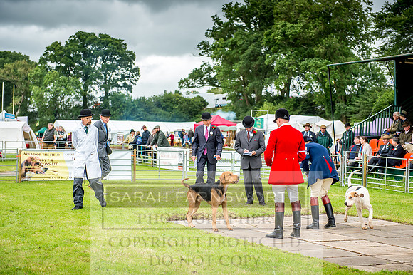Honiton Hound Show 2017-2